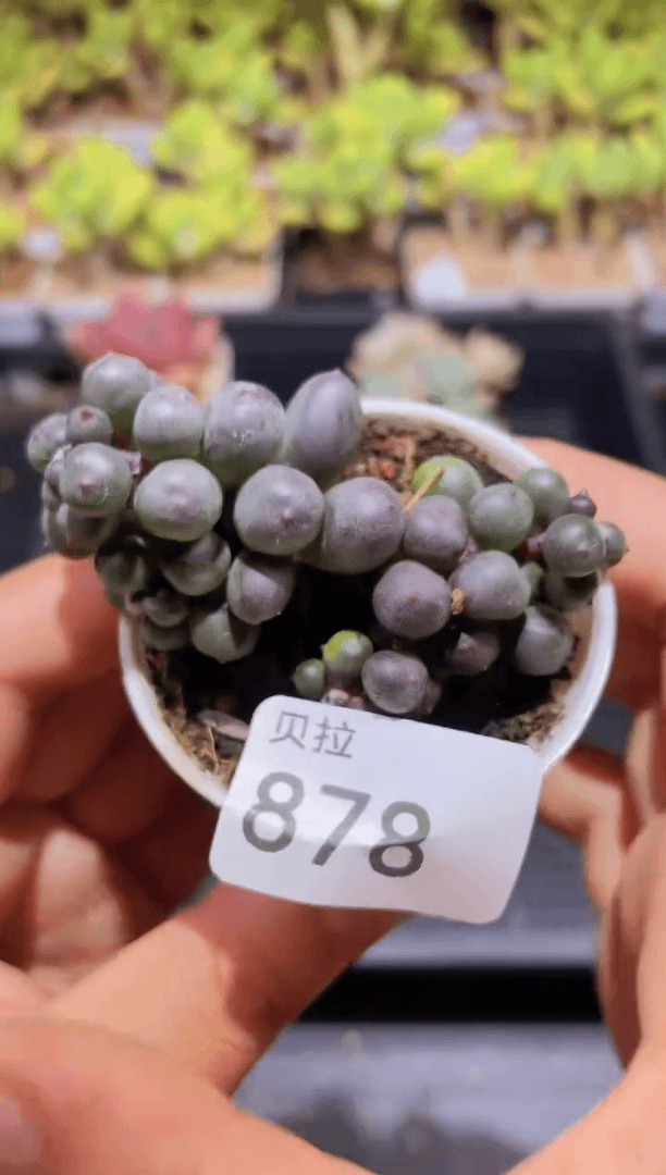 【闪购商品】878紫旋叶