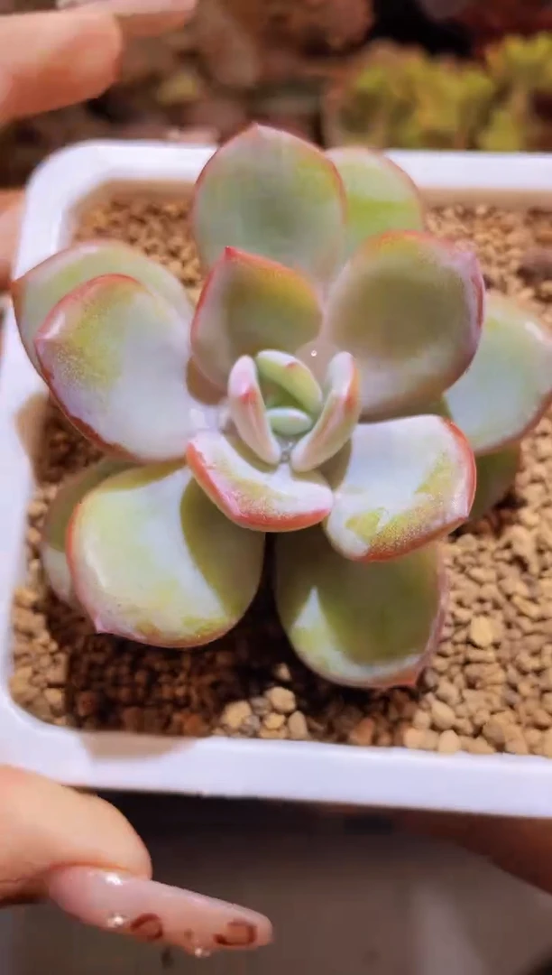 【闪购商品】029奶茶