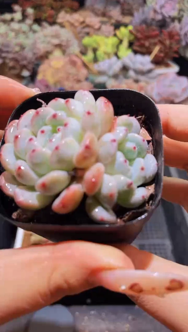 【闪购商品】350雪爪