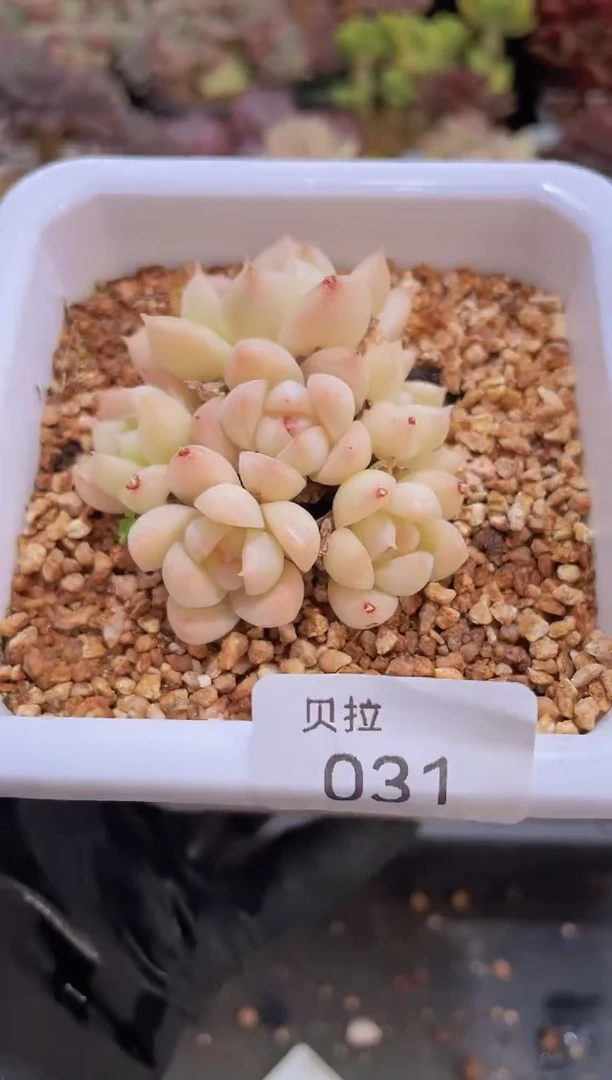 【闪购商品】031羊脂玉