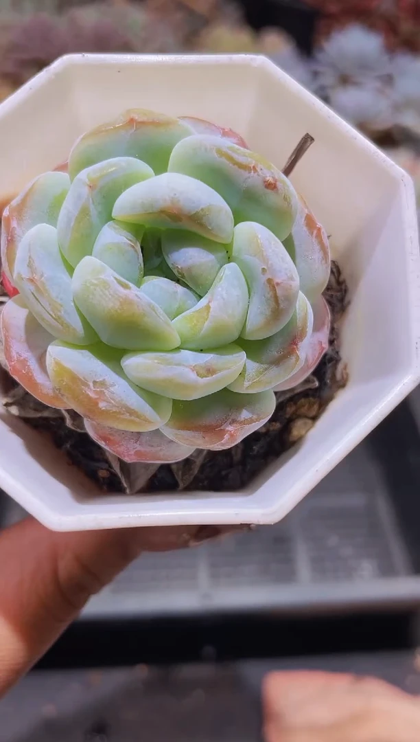 【闪购商品】880胖屯带盆土