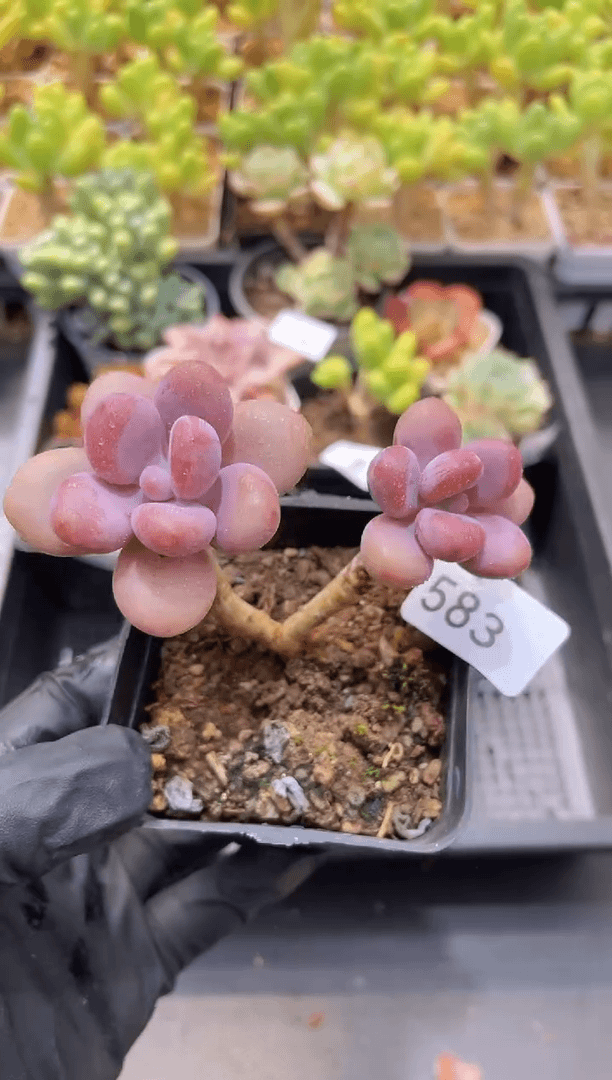 【闪购商品】583桃蛋