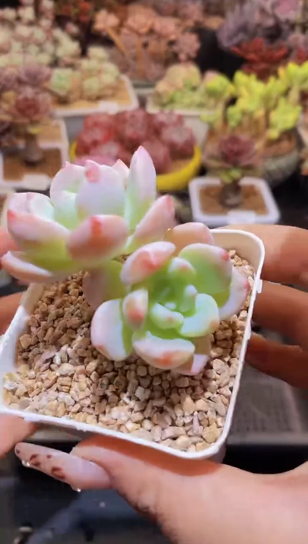 【闪购商品】626露凝香