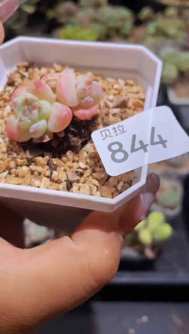 【闪购商品】844糖心冰玉