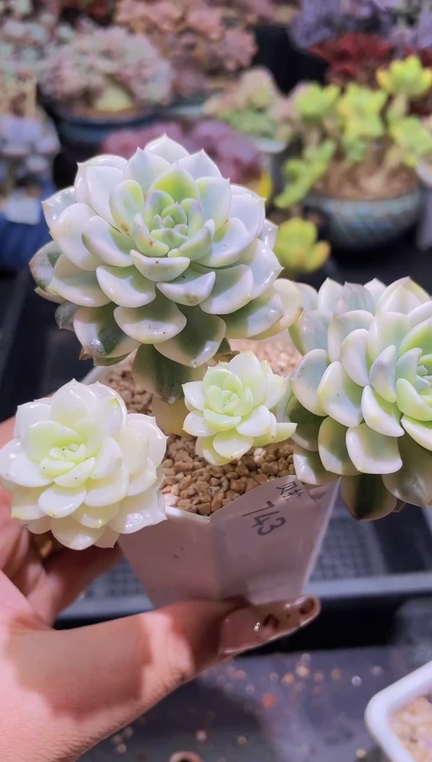 【闪购商品】743粉布偶锦