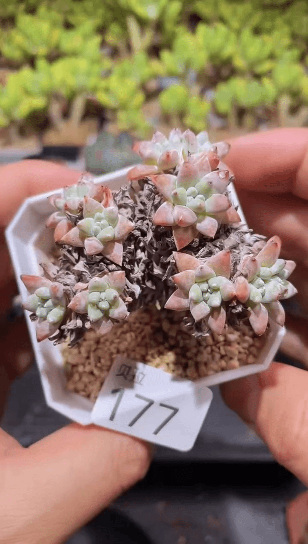 【闪购商品】177白菊