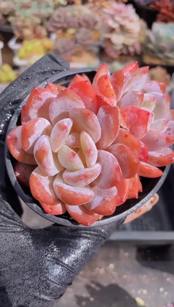 【闪购商品】111橙子双头