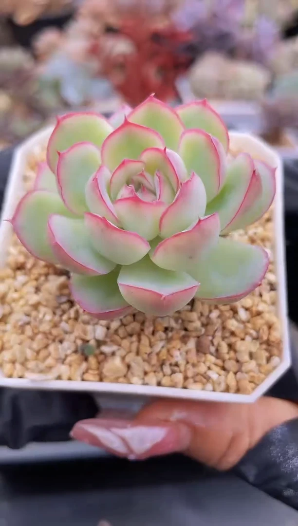 【闪购商品】162牡丹亭