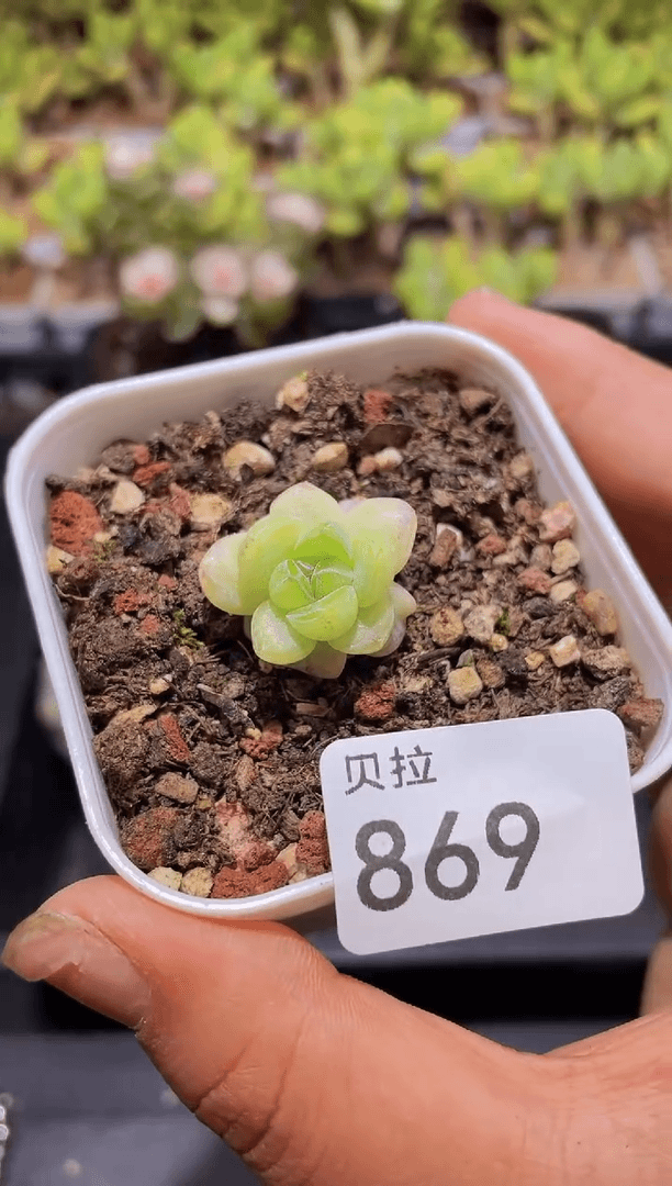 【闪购商品】869糖心冰玉石化