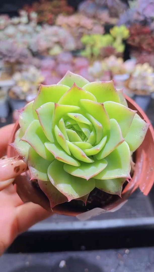 【闪购商品】815翡翠塔