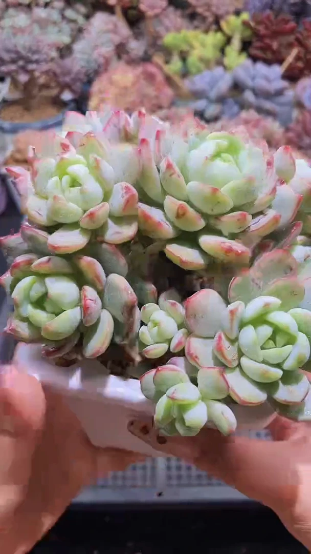 【闪购商品】326香草