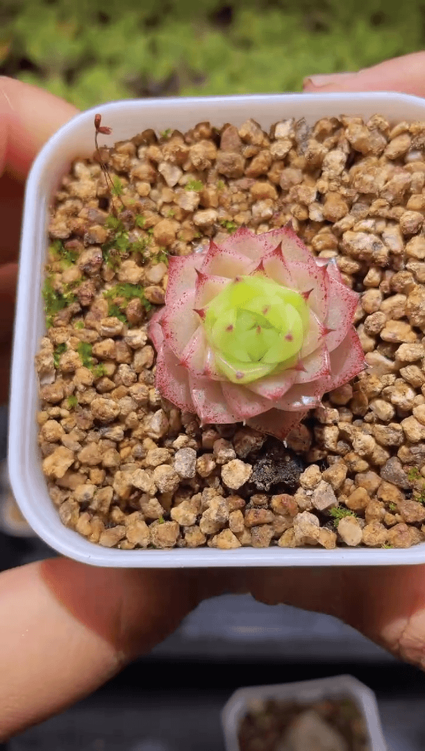【闪购商品】564珍妮麦秆