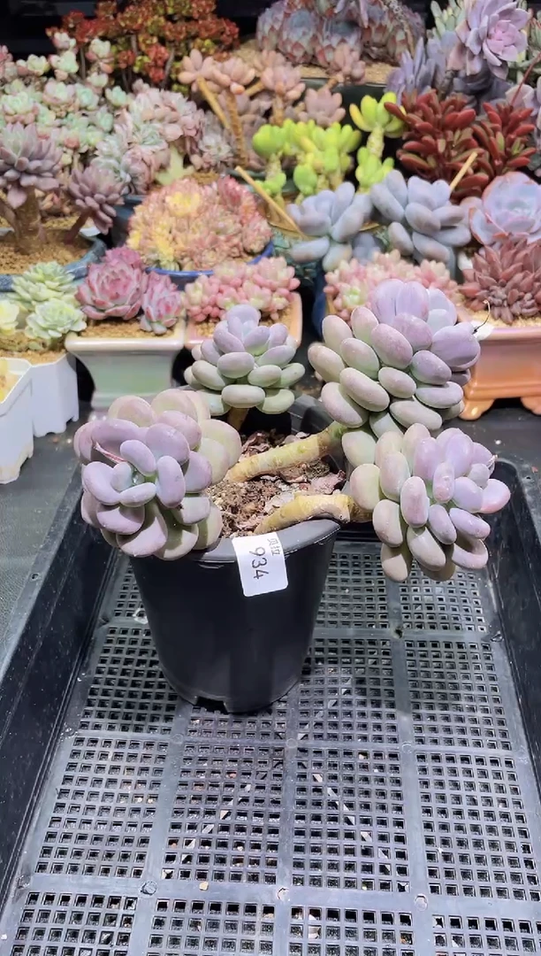 【闪购商品】934灯美人