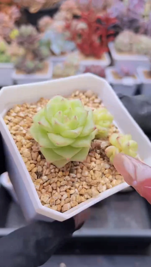 【闪购商品】188麦秆