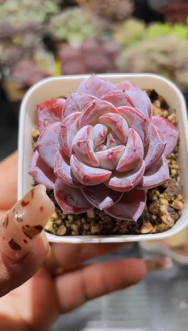 【闪购商品】238霜降