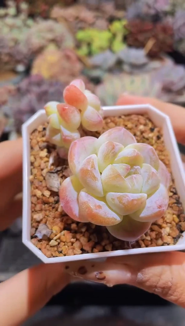 【闪购商品】311溏心冰玉