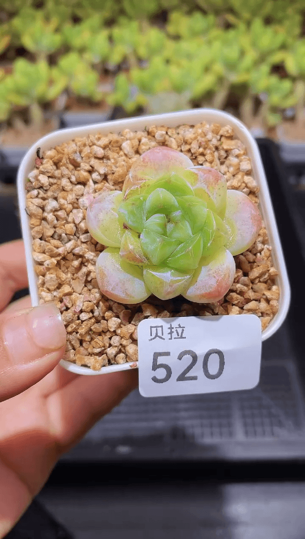 【闪购商品】520糖心冰玉