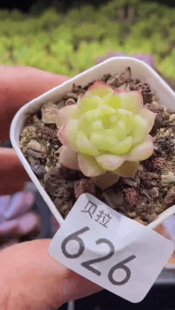 【闪购商品】626边线女王