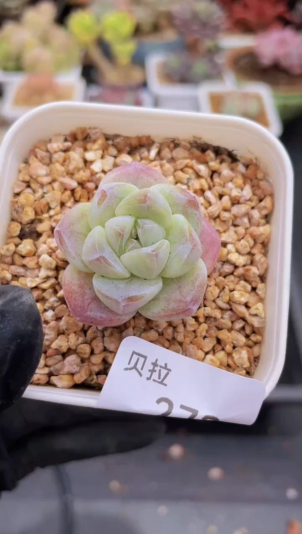 【闪购商品】273糖心冰玉