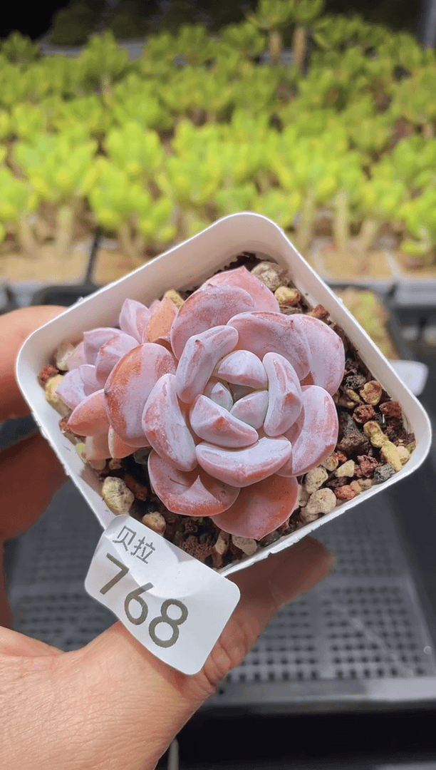 【闪购商品】768桃茶带盆土