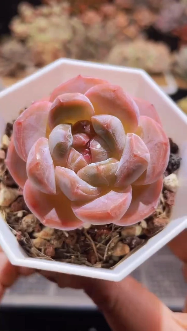 【闪购商品】785七彩琥珀