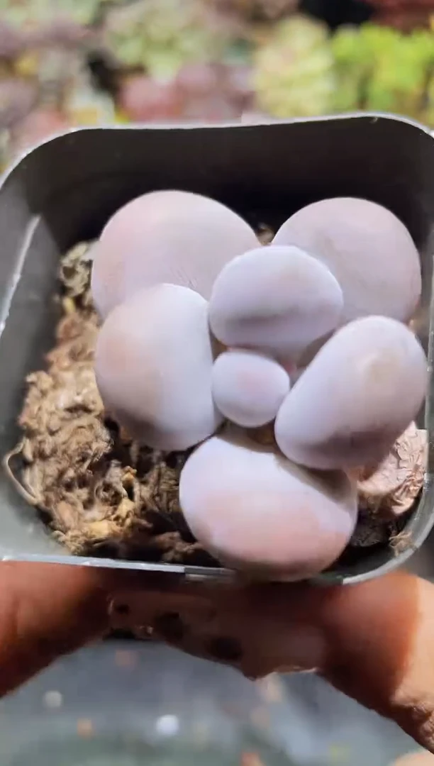 【闪购商品】023蛋黄奶酪