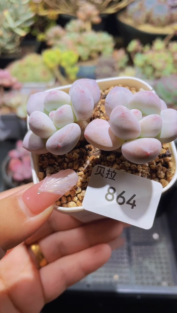 【闪购商品】864香水