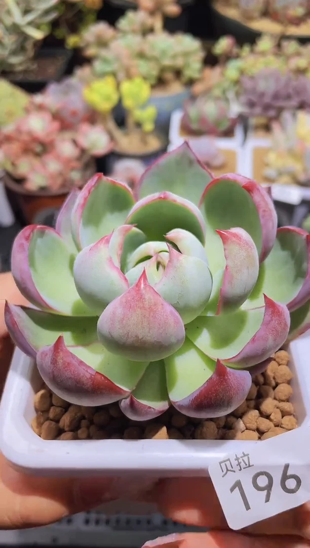 【闪购商品】196惊鸿仙子