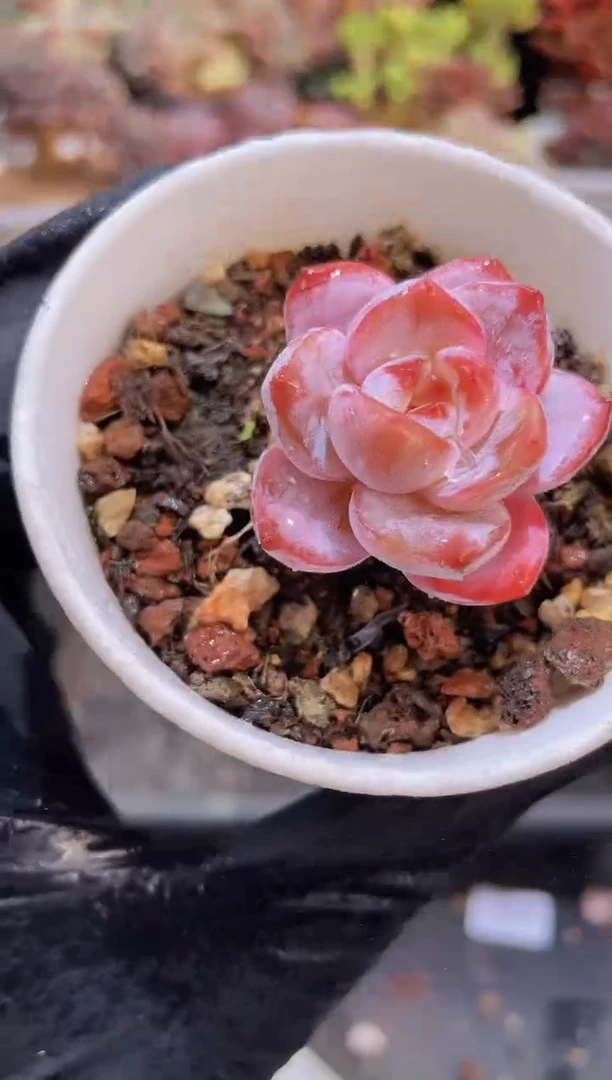 【闪购商品】016雪天使