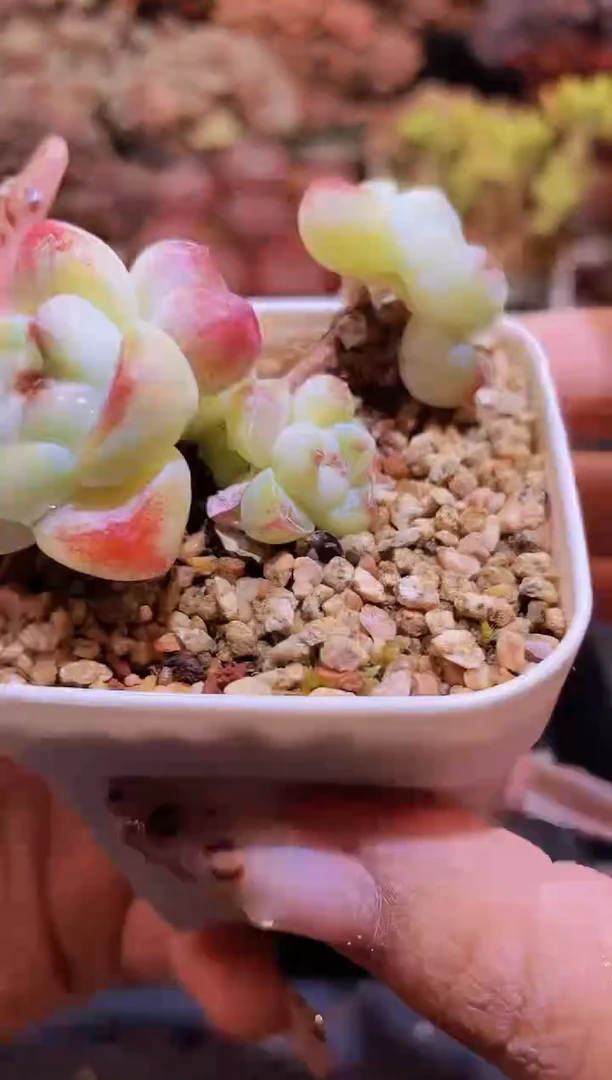 【闪购商品】111糖心冰玉