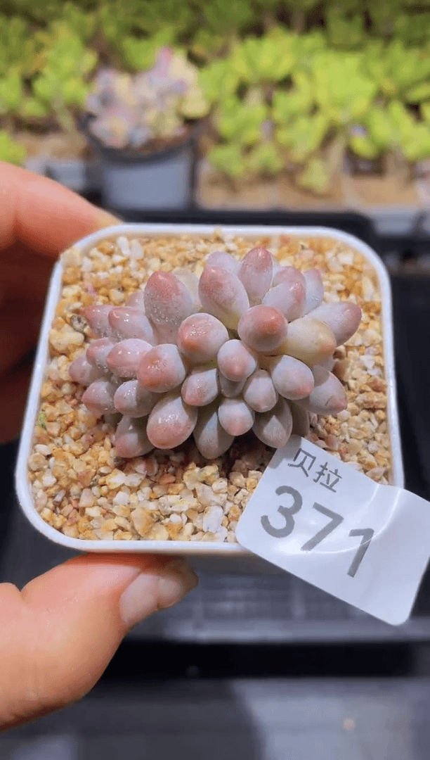 【闪购商品】371婴儿手指