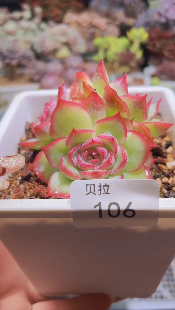 【闪购商品】106侧影