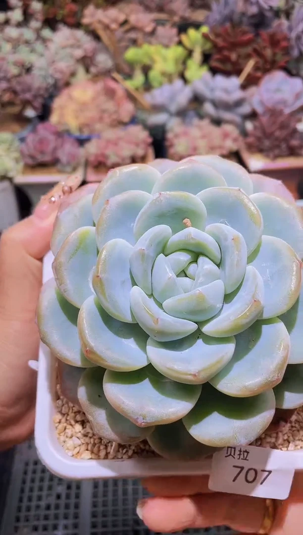 【闪购商品】707糖心冰玉