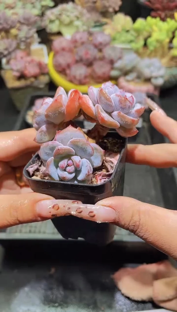 【闪购商品】073星星雪