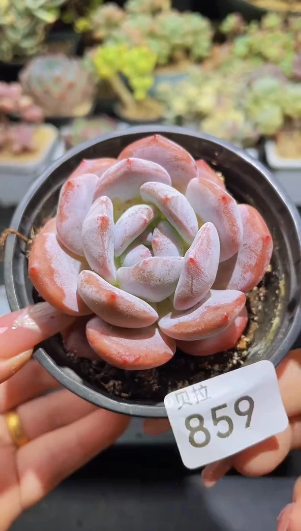 【闪购商品】859石榴籽星影