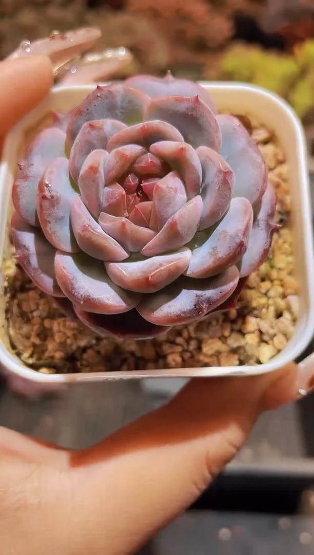 【闪购商品】094琥珀