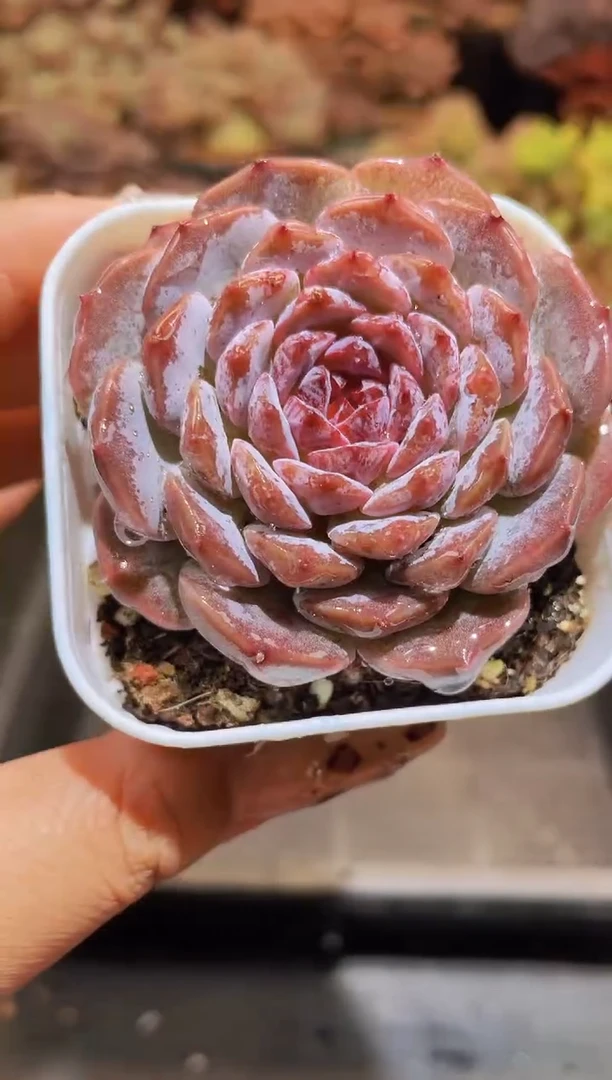 【闪购商品】785甜茶带盆土