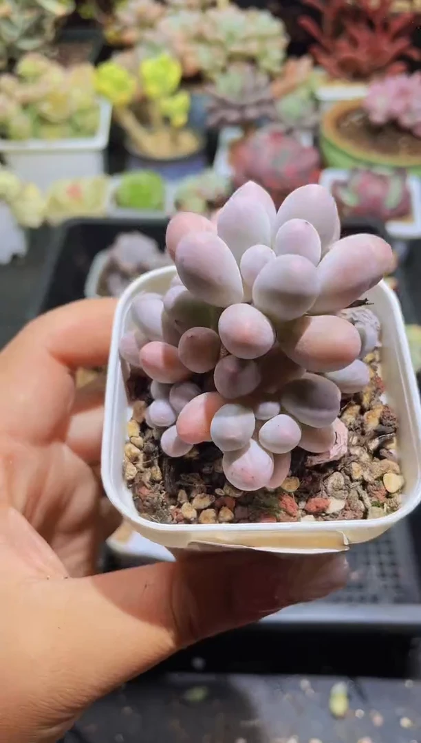 【闪购商品】644汤圆