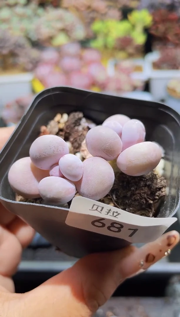 【闪购商品】681奶酪