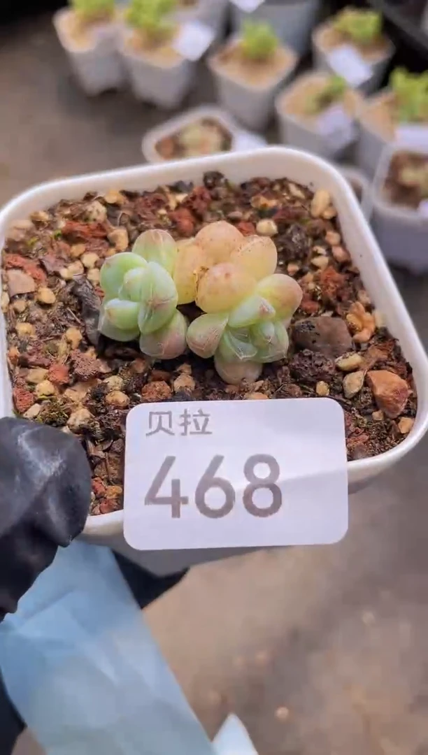 【闪购商品】468糖心冰玉