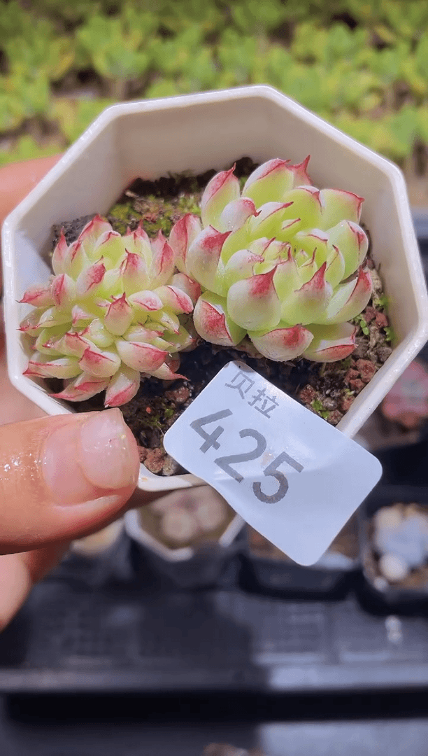 【闪购商品】425欢颜缀化