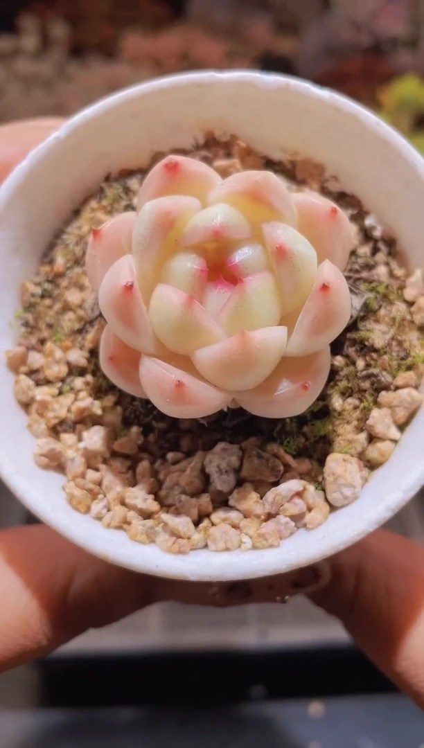 【闪购商品】333珍妮麦秆