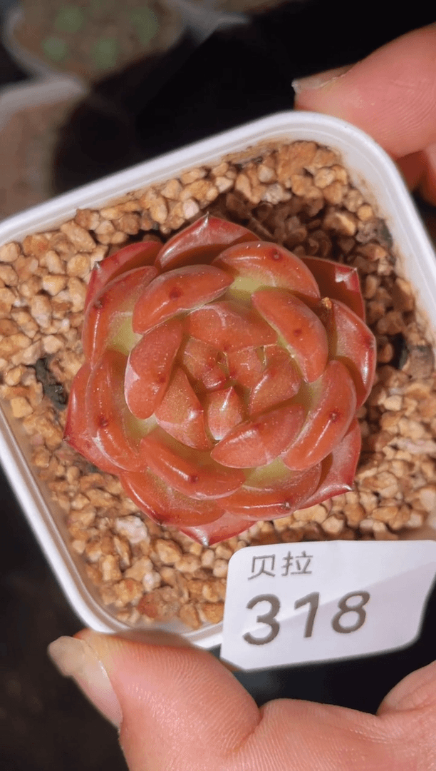 【闪购商品】318糯心冰魄