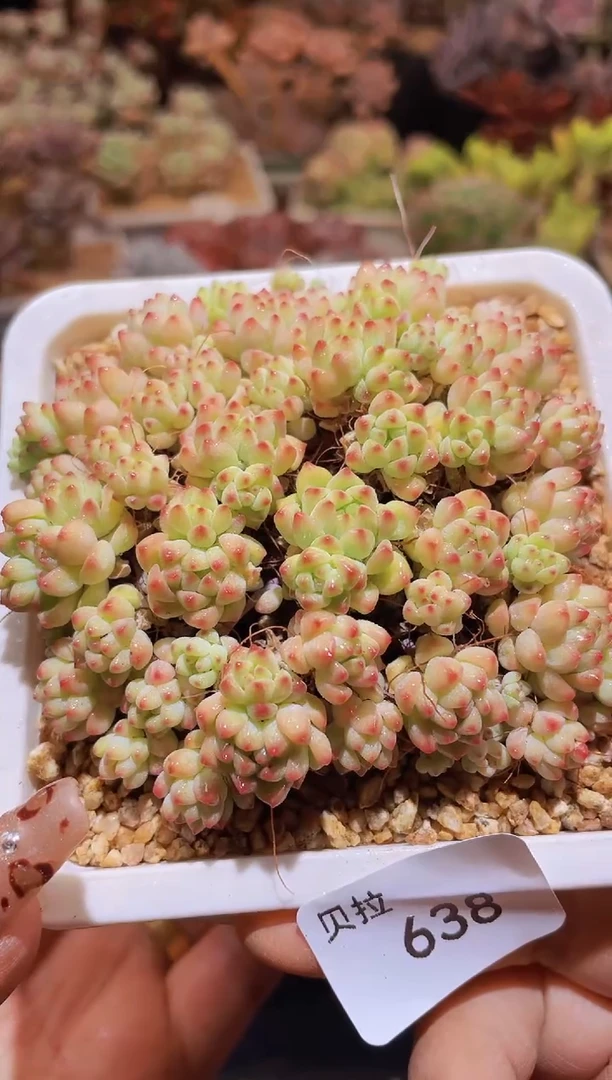 【闪购商品】638精灵带土球