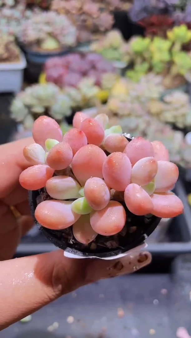 【闪购商品】664洛神带盆土