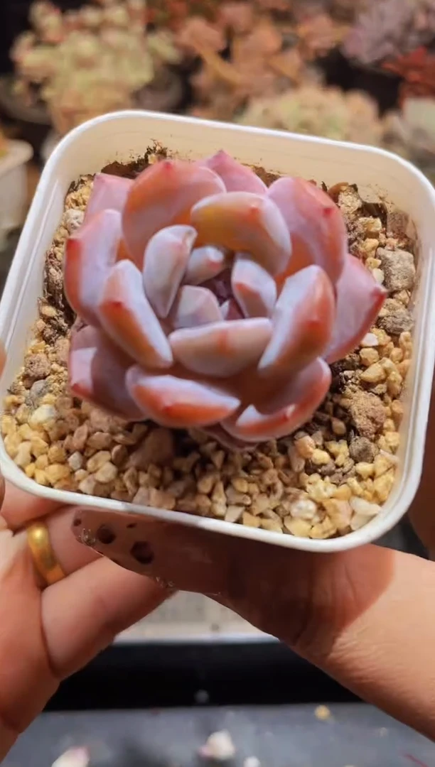 【闪购商品】899桃桃橙