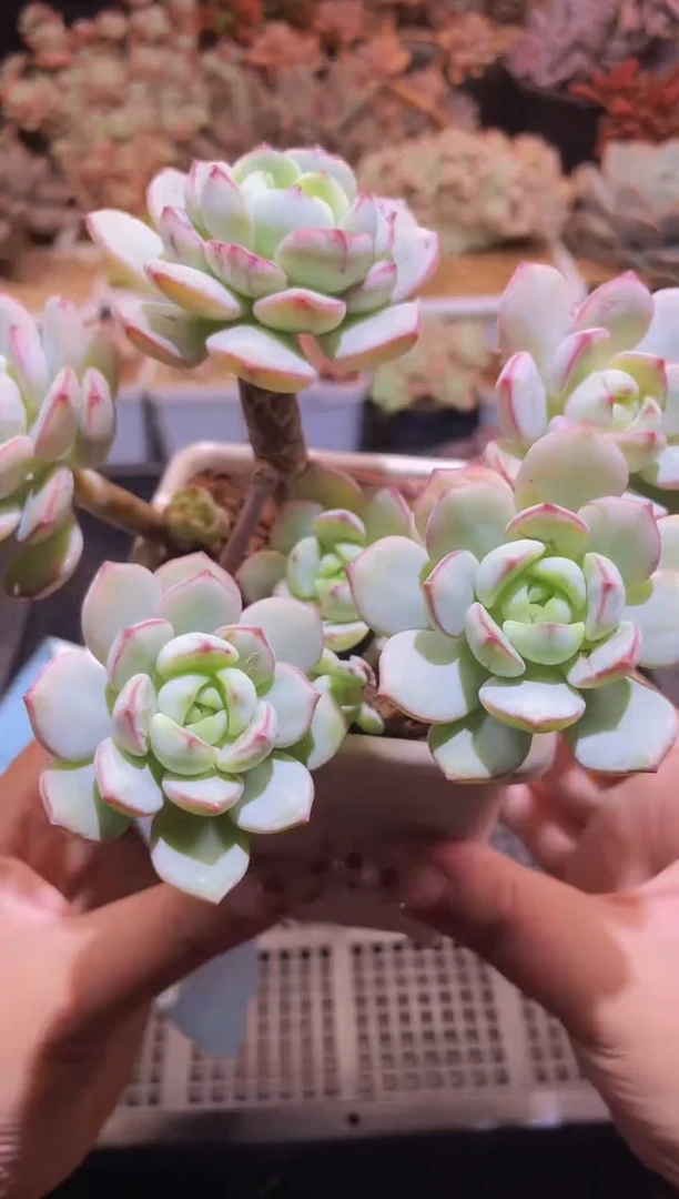 【闪购商品】783香草