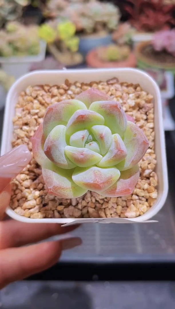 【闪购商品】550糖心冰玉