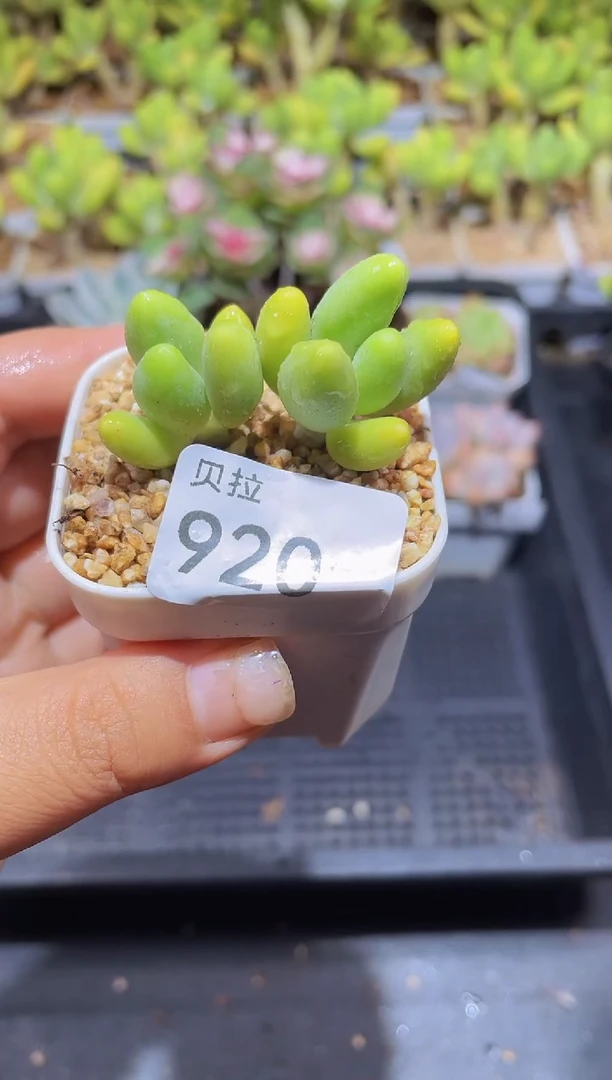 【闪购商品】920金蝉