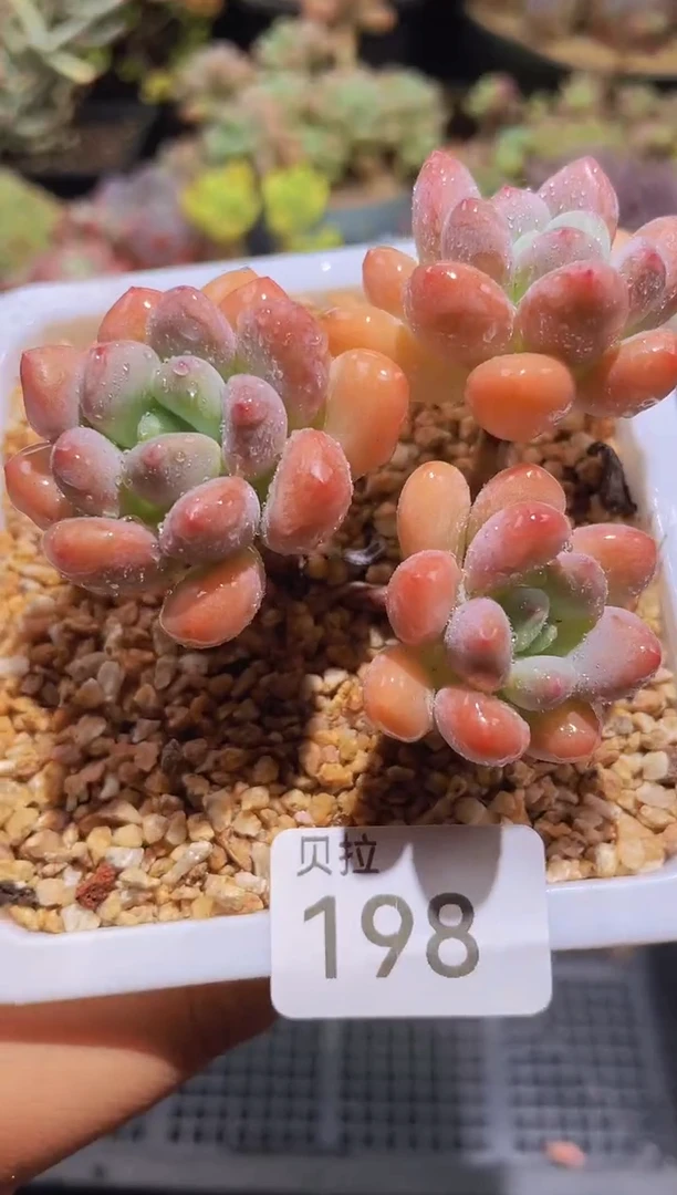 【闪购商品】198木糖醇